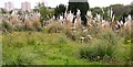 Pampas grass colonising derelict nursery