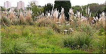 TQ7810 : Pampas grass colonising derelict nursery by Patrick Roper