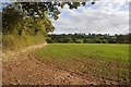 Winter cereals near Risbury