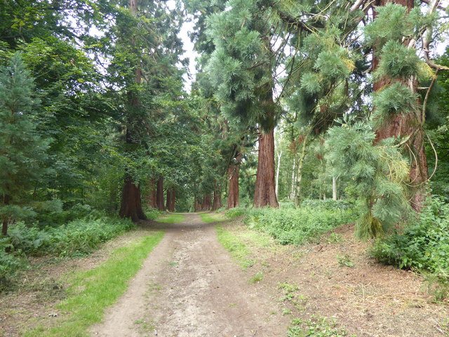Wellingtonia Avenue in Havering Country Park