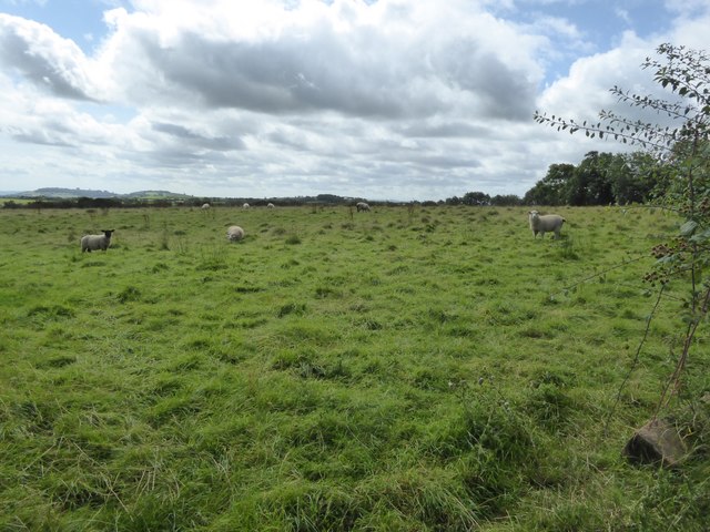 Sheep grazing south of Hookway Lane