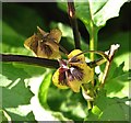 TG3208 : Apple of Peru (Nicandra physalodes) - seed pods by Evelyn Simak