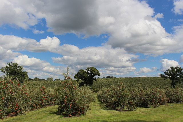 Great Woodend farm orchards in August