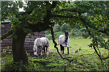SS7991 : Neath Port Talbot : Grassy Field & Horses by Lewis Clarke