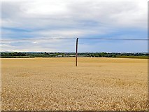 NT9350 : Wheat field west of Loanend House by Andrew Curtis