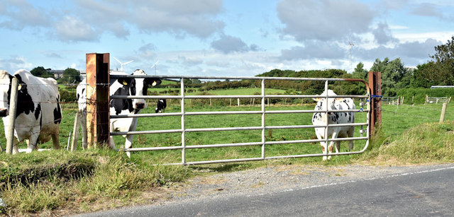 Field gate, Ballyferis near Ballywalter (August 2017)