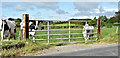 Field gate, Ballyferis near Ballywalter (August 2017)