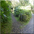 Bridle path near Lamorna