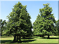 Parallel lines of trees in Huntsmoor Park