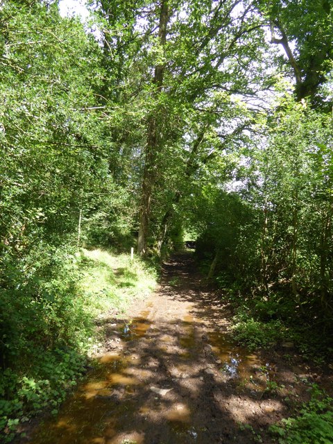 Track along south-east edge of Cross's Wood