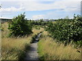 Path in the south west part of Blue Lagoon Local Nature Reserve