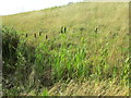 Bulrush (Great Reedmace)