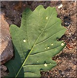 TG3106 : Smooth Spangle galls on oak leaf by Evelyn Simak