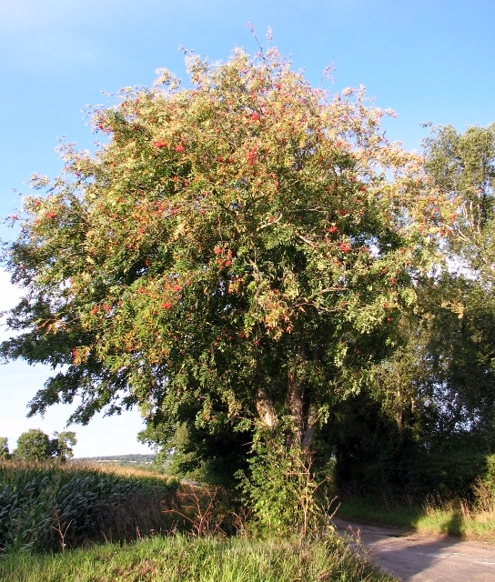 Rowan tree (Sorbus aucuparia) with... © Evelyn Simak cc-by-sa/2.0 ...