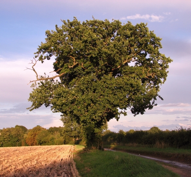 Old oak tree in St Edmund's Way © Evelyn Simak :: Geograph Britain and ...