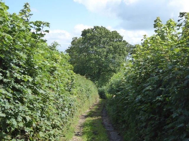 Larkey Lane
