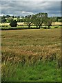 Countryside north of South Moor Lane