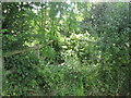 Obstructed bridleway near Rosecroft Farm