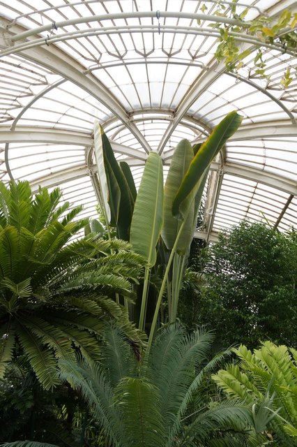 Inside the palm house, the Royal Botanic Gardens, Kew 