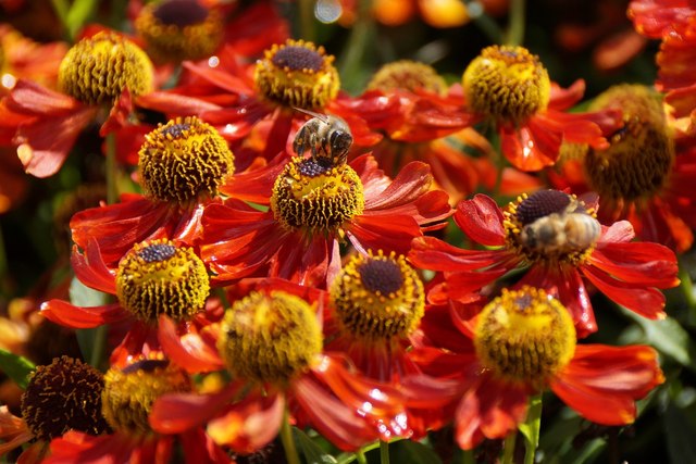 Honey Bees (Apis mellifera), the Royal Botanic Gardens, Kew
