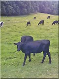 SO7495 : Cattle Field by Gordon Griffiths