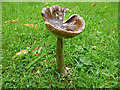 NU1019 : Fungus in Eglingham churchyard by Stephen Craven