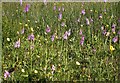 Common spotted orchids and buttercups, Marline Meadows