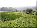 Footpath across Marline Meadows