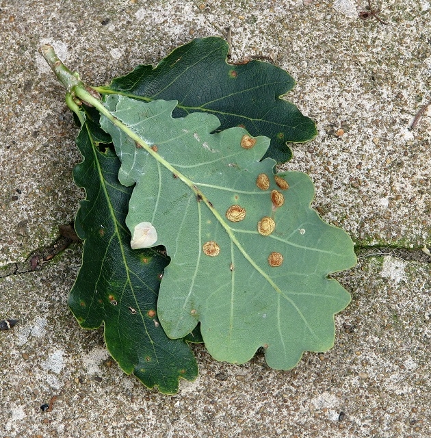 Common Spangle galls on oak