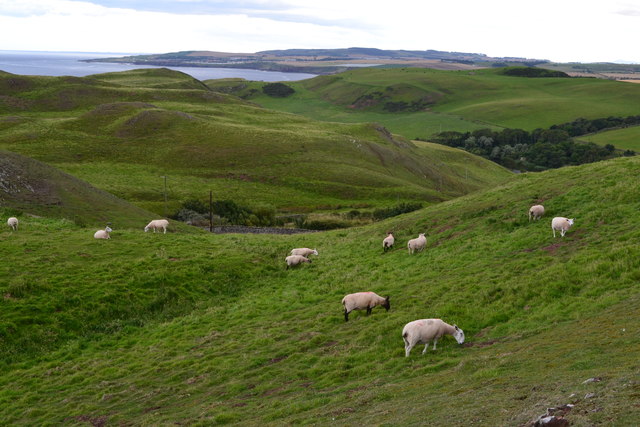 Sheep on St Abb's Head
