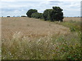 Furze House Farmland