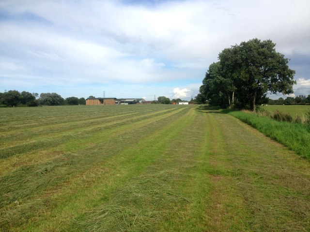 Hay Meadow near Thorninghurst Farm