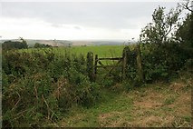 SY5291 : Gate on southern flanks of Chilcombe Hill by Becky Williamson