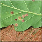 TG3106 : Common Spangle galls on oak by Evelyn Simak