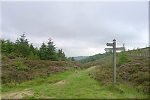 NT4331 : The Southern Upland Way entering Yair Hill Forest by Tim Heaton