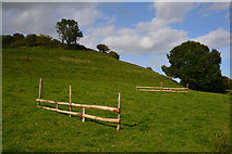 SY5296 : West Dorset : Grassy Field by Lewis Clarke