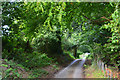 West Dorset : Country Lane