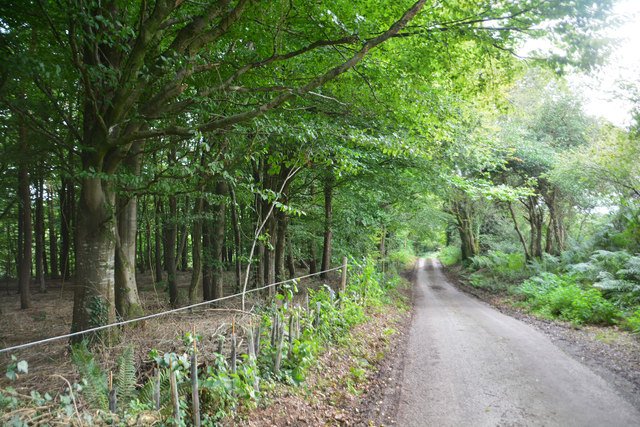 West Dorset : Country Lane