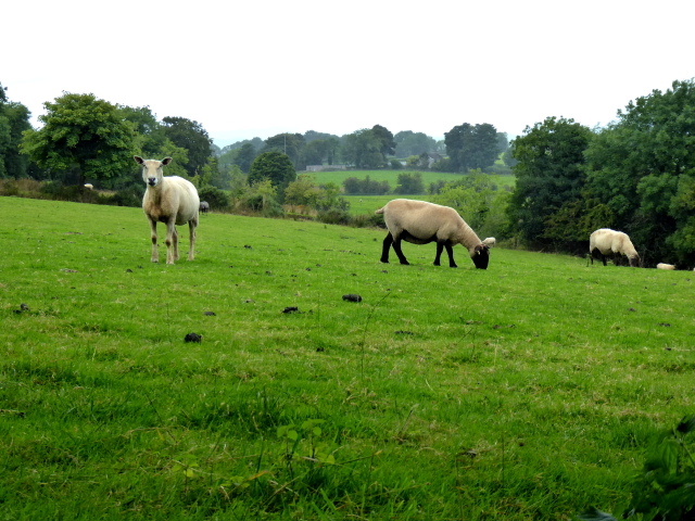 Sheep, Eskernabrogue
