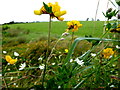 Wild plants, Cormore