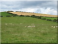 J6348 : Sheep grazings on Millin Hill by Eric Jones