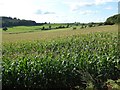 A field of maize