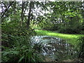 Lake in Park Wood