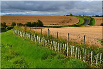 NT9046 : Farmland south of Norham by David Martin