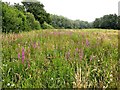 Purple loosestrife in Line valley meadow, Whatlington