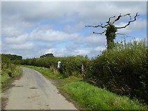 SX5298 : Dead tree by the road north of Higher Gorhuish by David Smith