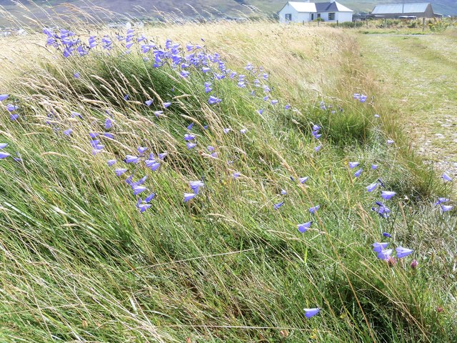 Harebells by the sea