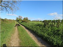 SU6046 : Nutley Lane near Clump Farm by Mr Ignavy
