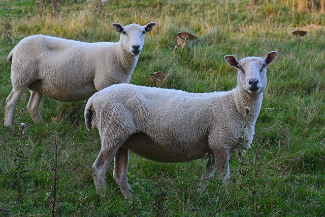 West Dorset : Rampisham Down - Sheep © Lewis Clarke cc-by-sa/2.0 ...