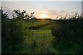 West Dorset : Grassy Field & Gate